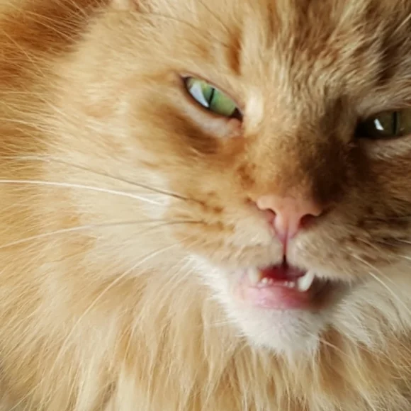 Like this post to be notified of new listed cat items!! ππΈπββ¬οΈπ» - Picture 3 of 6